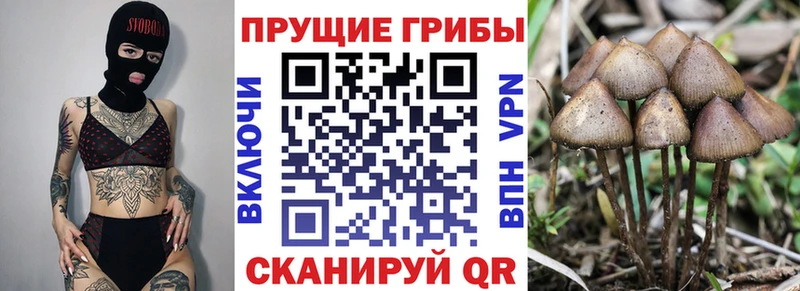 Псилоцибиновые грибы мицелий  купить наркоту  Ермолино 